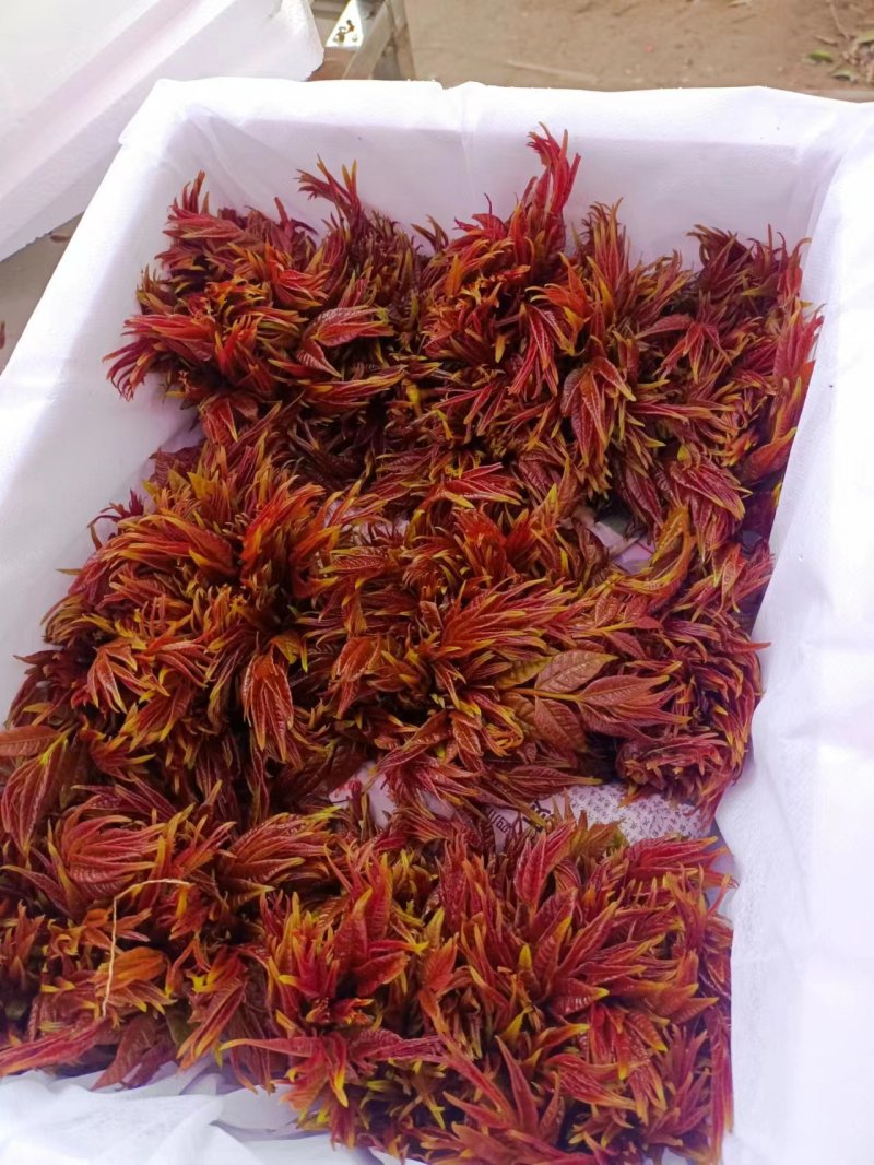 红油6号香椿芽红油香椿芽，代收，直销批发