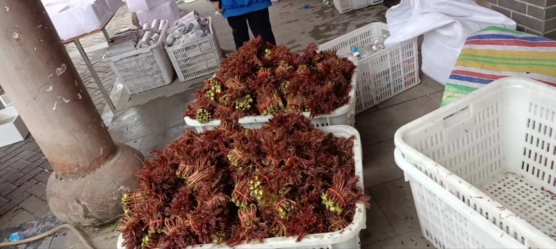 红油6号香椿芽红油香椿芽，代收，直销批发