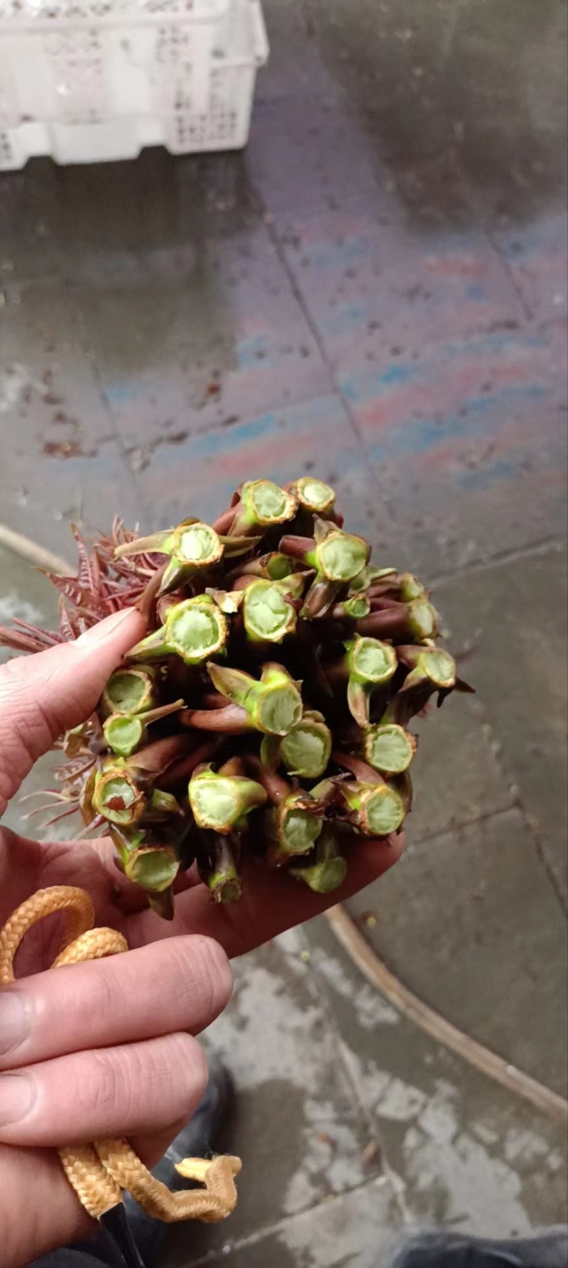 红油6号香椿芽红油香椿芽，代收，直销批发