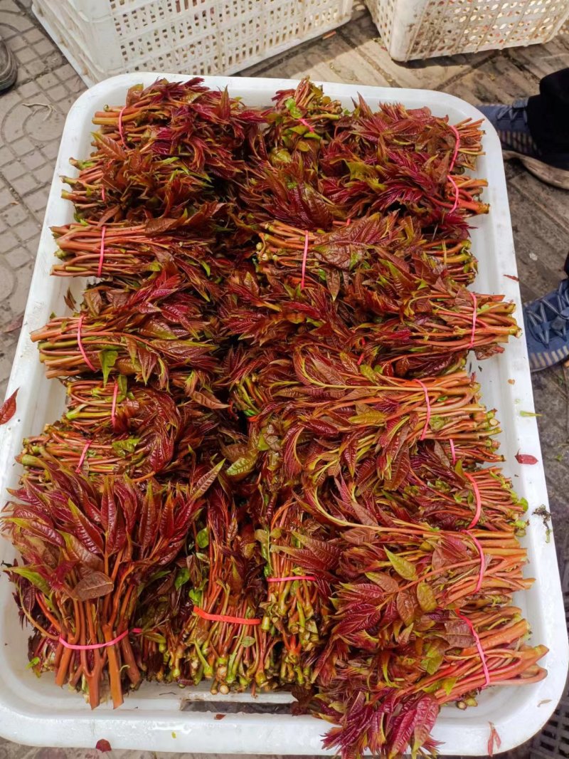 红油6号香椿芽红油香椿芽，代收，直销批发