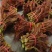 红油6号香椿芽红油香椿芽，代收，直销批发