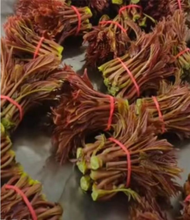 红油6号香椿芽红油香椿芽，代收，直销批发