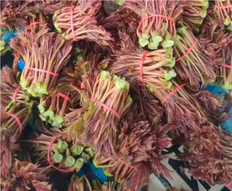 红油6号香椿芽红油香椿芽，代收，直销批发