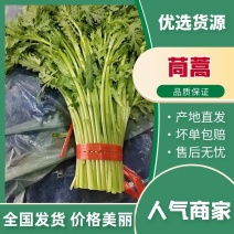 常年供应【茼蒿】价格详谈基地直发物美价廉欢迎咨询