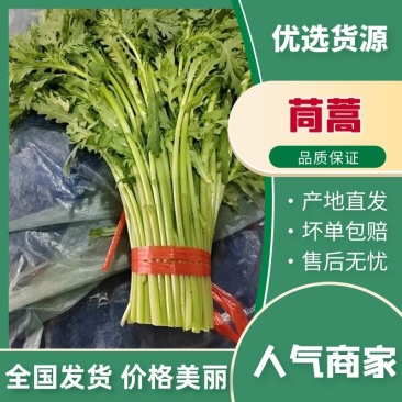 常年供应【茼蒿】价格详谈基地直发物美价廉欢迎咨询