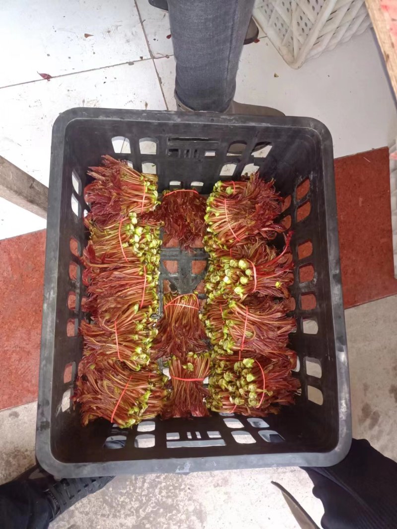 红油6号香椿芽红油香椿芽，代收，直销批发