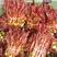 红油香椿芽红香椿嫩芽欢迎联系大量有货产地直销，代收，批发