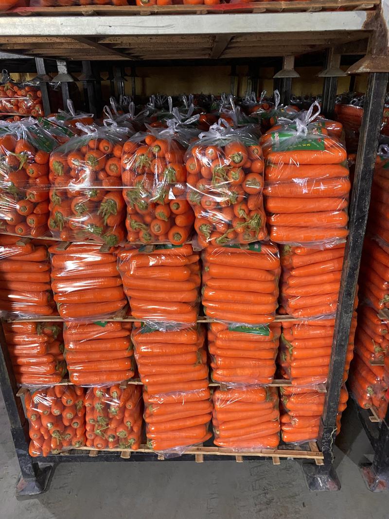 厦门胡萝卜三红胡萝卜产地直发品质好专业代收代发价格优惠