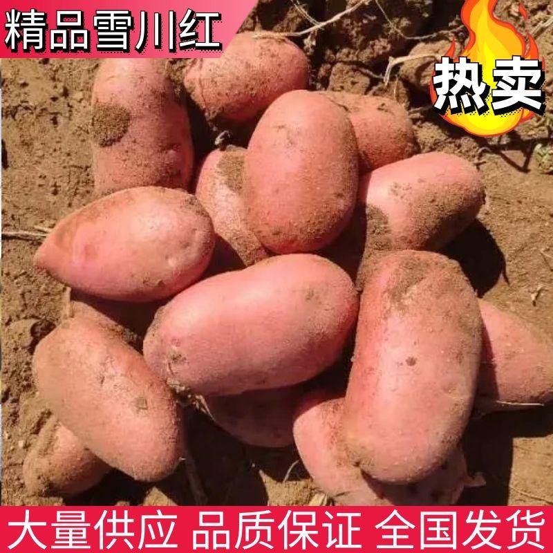 【雪川红】优质土豆红皮黄心大量供应可视频看货品质保证
