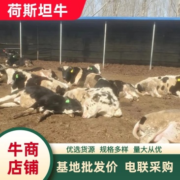 荷斯坦公牛养殖基地货源价格公道品质好欢迎电联采购