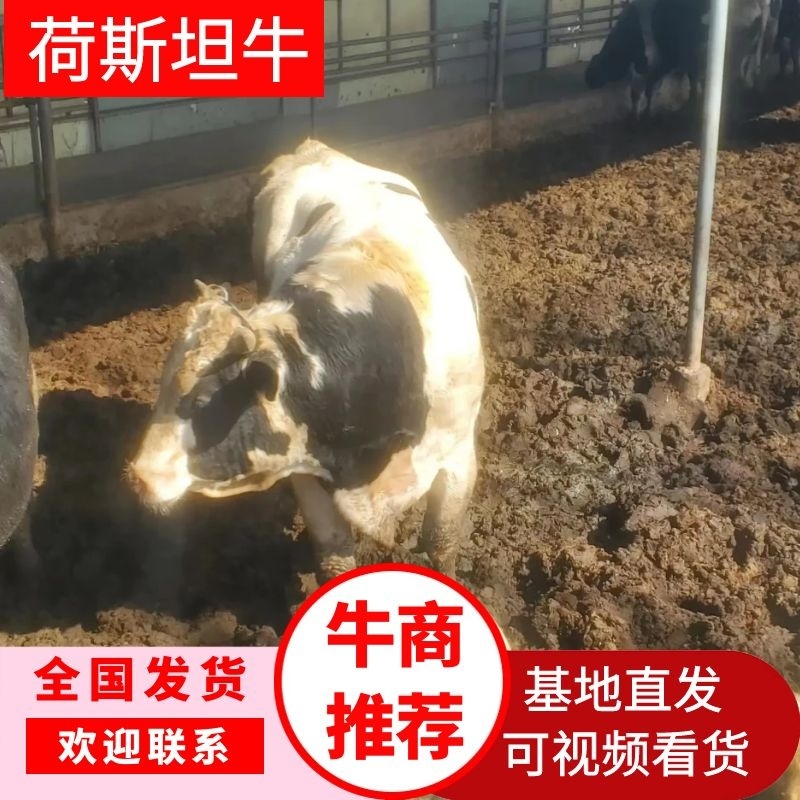 活牛荷斯坦公牛活牛基地现货资质齐全欢迎电
