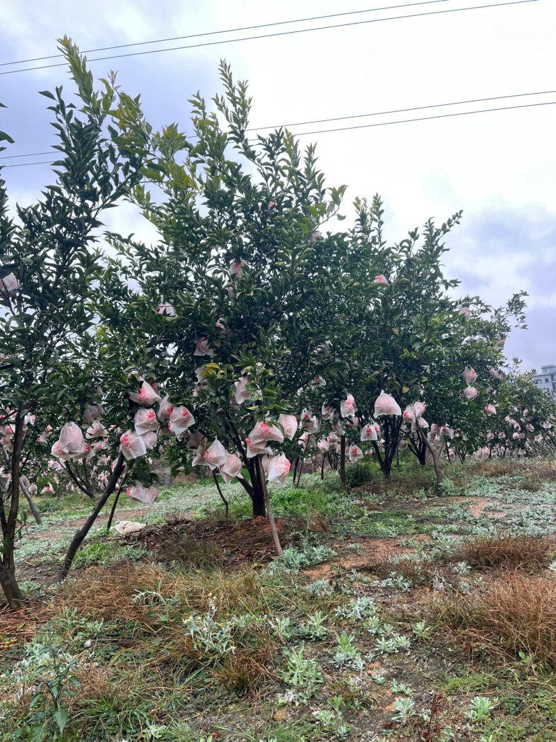 【实力热卖】正宗春见耙耙柑口感绵软大吨位供应市场批发超市