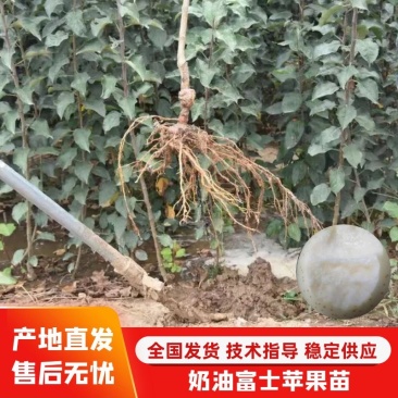 山东培育奶油富士苹果苗，独特奶香味苹果，抗寒苹果树苗
