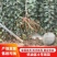 山东培育奶油富士苹果苗，独特奶香味苹果，抗寒苹果树苗