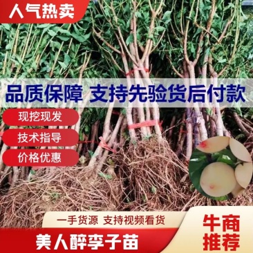 嫁接美人醉李子树苗，南方北方种植，特大早熟晚熟无核蜂糖