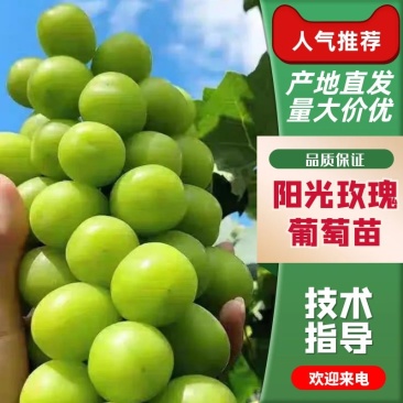 阳光玫瑰葡萄苖，南北方种植爬藤巨峰葡萄苗，特大当年结果