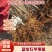 新品种蓝宝石苹果苗十月成熟蓝肉苹果南方北方种植
