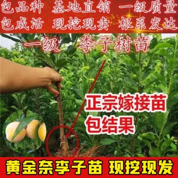 黄金奈李子苗，油奈李子苗，当年结果嫁接苗，南北方