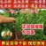 黄金奈李子苗，油奈李子苗，当年结果嫁接苗，南北方