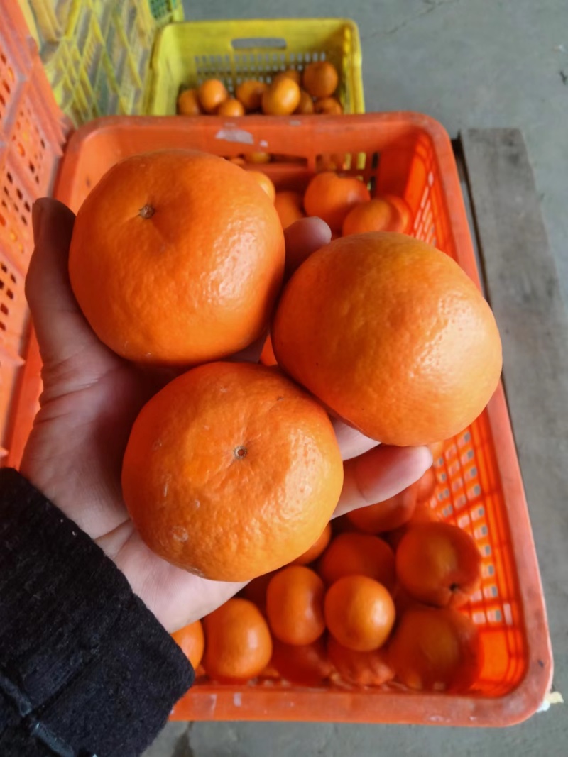 【实力供货】精品沃柑口感爆甜产地直发价格优惠可随行就市