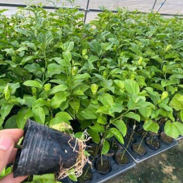 广西黄金9号百香果嫁接苗带杯带土发货，品质保证，欢迎来电