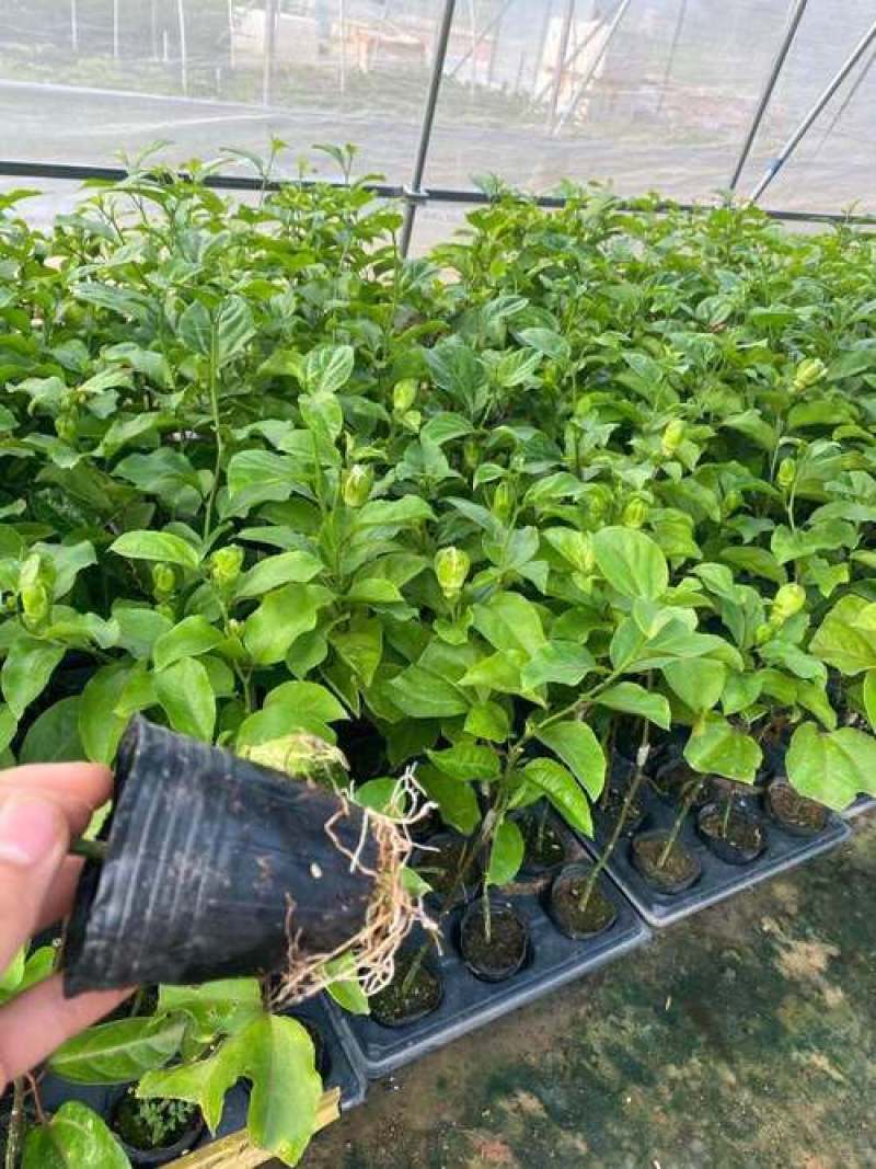 广西黄金9号百香果嫁接苗带杯带土发货，品质保证，欢迎来电