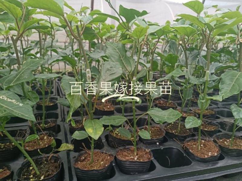 广西黄金9号百香果嫁接苗带杯带土发货，品质保证，欢迎来电