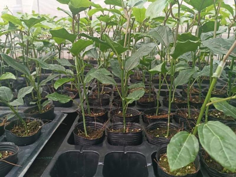 广西黄金9号百香果嫁接苗带杯带土发货，品质保证，欢迎来电