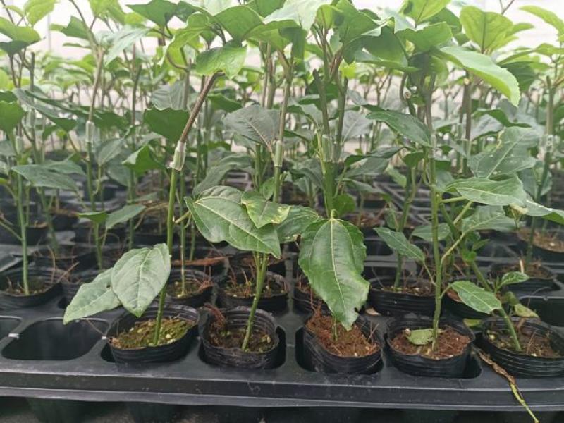 广西黄金9号百香果嫁接苗带杯带土发货，品质保证，欢迎来电