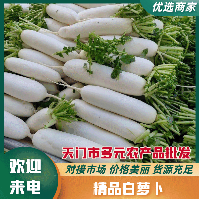 【荐】沙洋白萝卜精品小白萝卜鲜嫩精致好吃精品通货均有