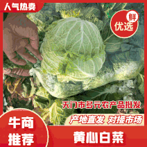 【实力】绿甘蓝1~2公斤精品货源品质保证诚信合作
