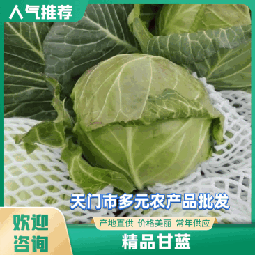 【热卖中】天门旺旺甘蓝1~公斤精品价格优惠欢迎咨询