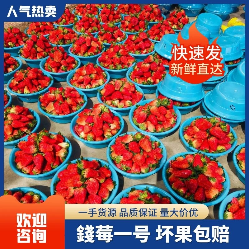 大凉山草莓錢莓种植基地直发空运水果专线市场整车盆子