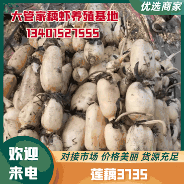 江苏莲藕莲藕3735大量供应品质保证全国发货