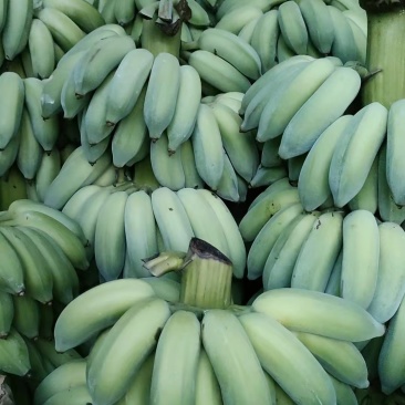 云南精品芭蕉大量上市诚信经营一手货源品质保证诚信经营欢迎