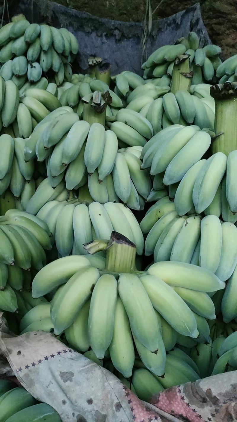 云南精品芭蕉大量上市诚信经营一手货源品质保证诚信经营欢迎