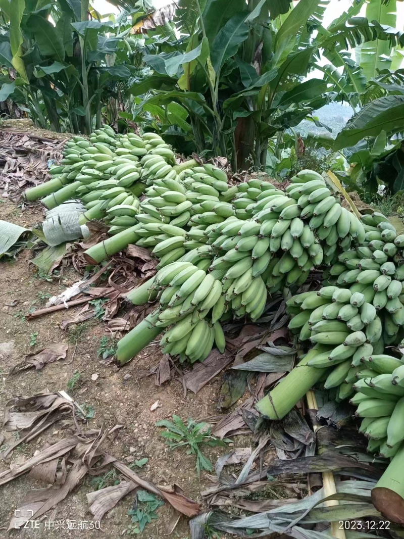 云南精品芭蕉大量上市诚信经营一手货源品质保证诚信经营欢迎