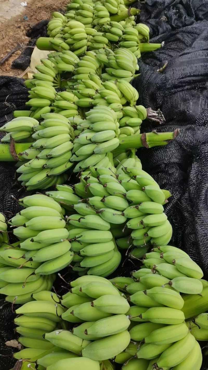 云南精品芭蕉大量上市诚信经营一手货源品质保证诚信经营欢迎