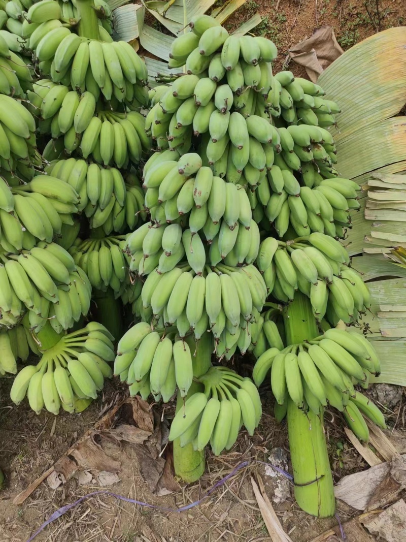 云南精品芭蕉大量上市诚信经营一手货源品质保证诚信经营欢迎