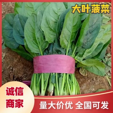 大叶菠菜，产地直发，品质上乘，全国发货，支持视频