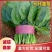 大叶菠菜，产地直发，品质上乘，全国发货，支持视频