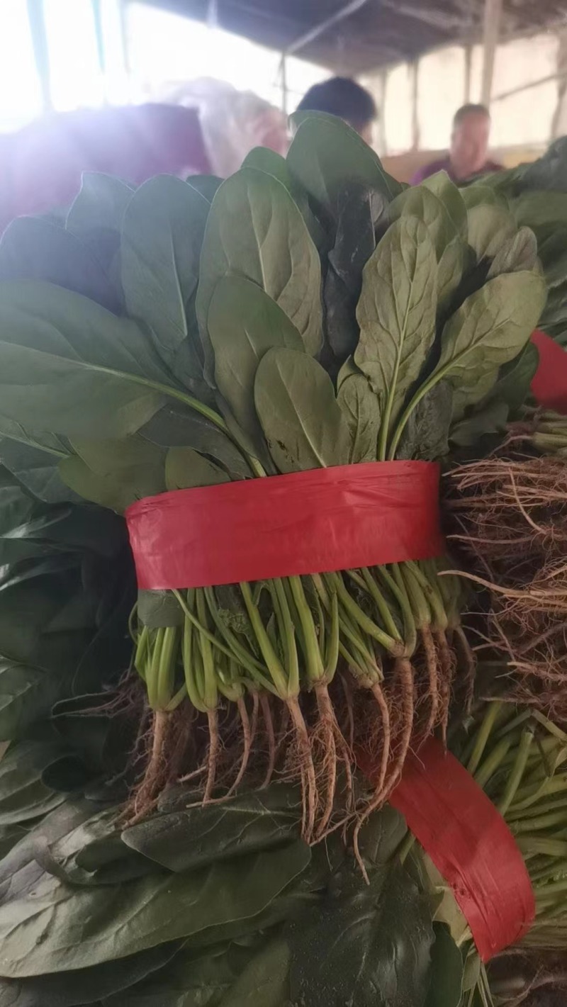 安阳优质大叶菠菜，叶面没虫眼，没有斑点，基地直供货源充足