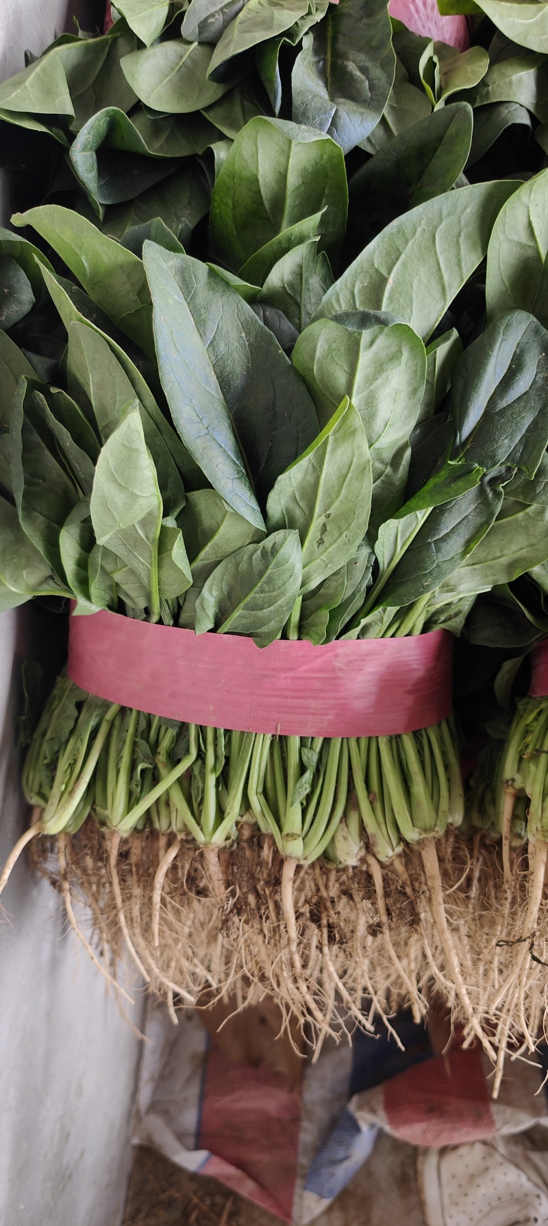 安阳优质大叶菠菜，叶面没虫眼，没有斑点，基地直供货源充足
