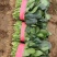 河南【新鲜】大叶菠菜，产地直供，对接全国，欢迎来电