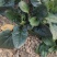 河南【新鲜】大叶菠菜，产地直供，对接全国，欢迎来电