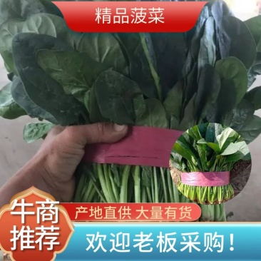 安阳优质大叶菠菜，叶面没虫眼，没有斑点，基地直供货源充足