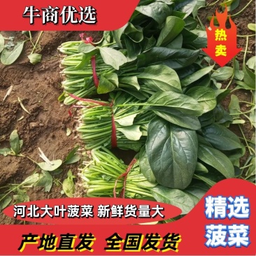 【推荐】大叶菠菜，价格低质量好耐运输，对接：市场+商超