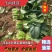 【推荐】大叶菠菜，价格低质量好耐运输，对接：市场+商超
