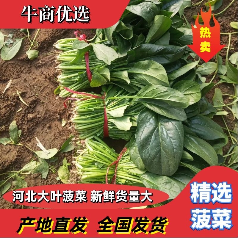 【推荐】大叶菠菜，价格低质量好耐运输，对接：市场+商超