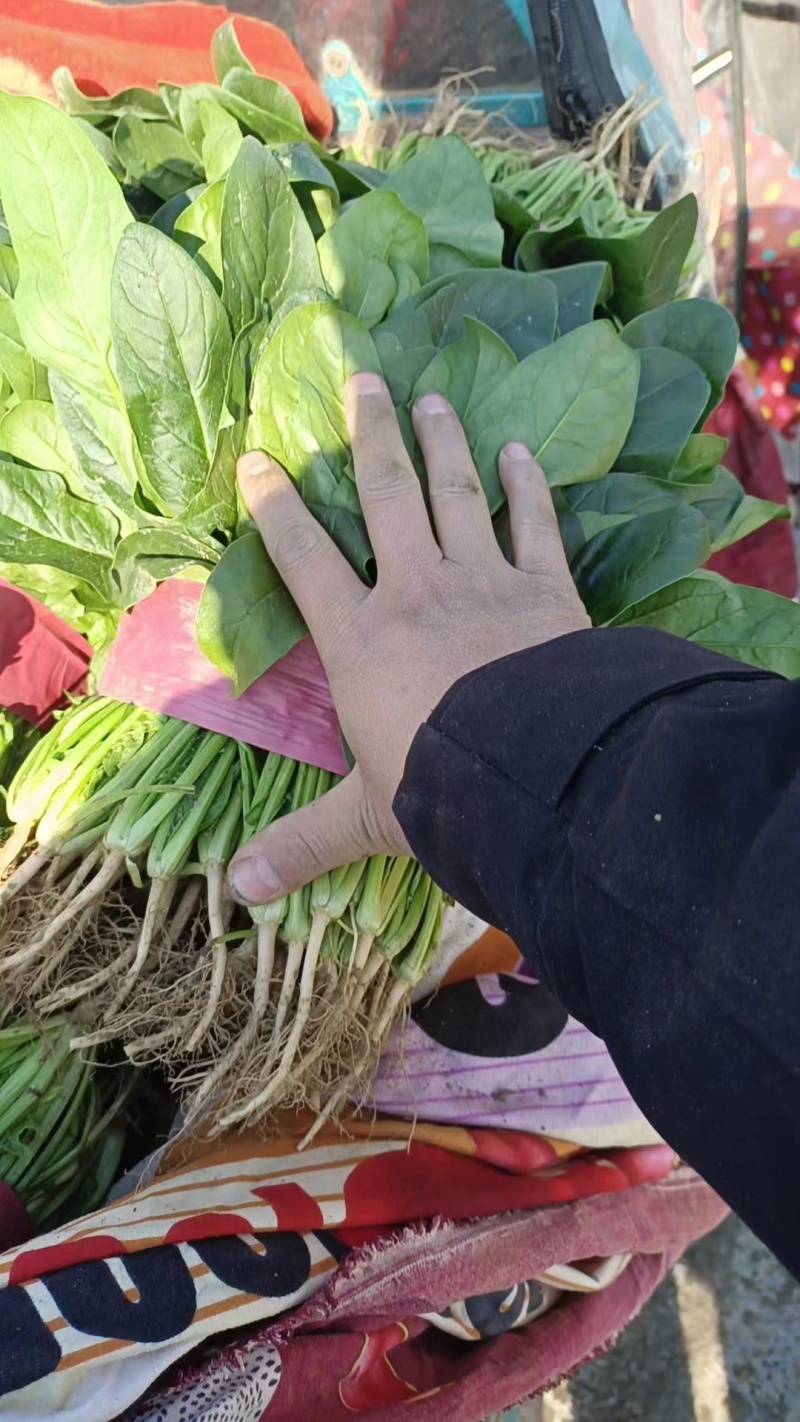 【推荐】大叶菠菜，价格低质量好耐运输，对接：市场+商超